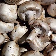 Edible mushrooms l