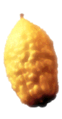 Etrog s2